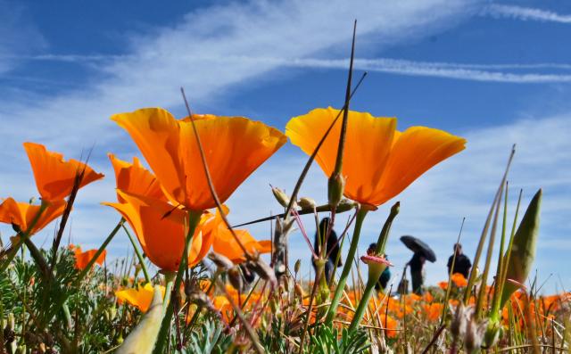 California poppies are seen in full bloom at Antelope Valley California Poppy State Natural Reserve in Lancaster, California on March 27, 2026. The California poppy is the state flower since 1903 and it blooms each spring in the Mojave Desert grasslands, some 75 miles from downtown Los Angeles. (Photo by Frederic J. BROWN / AFP)