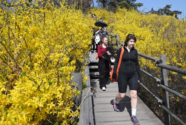 People walk along yellow forsythia blossoms on a hillside in Seoul on March 28, 2026. (Photo by Jung Yeon-je / AFP)