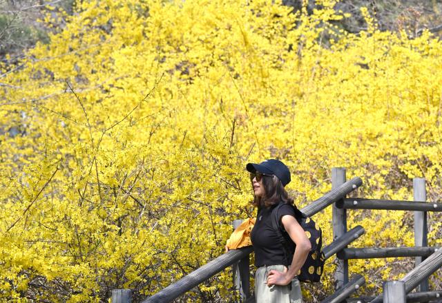 A woman stands in front of yellow forsythia blossoms on a hillside in Seoul on March 28, 2026. (Photo by Jung Yeon-je / AFP)