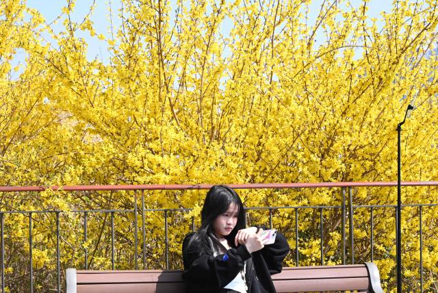 A woman uses her phone in front of yellow forsythia blossoms on a hillside in Seoul on March 28, 2026. (Photo by Jung Yeon-je / AFP)