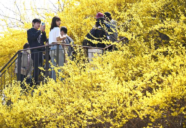 People walk along yellow forsythia blossoms on a hillside in Seoul on March 28, 2026. (Photo by Jung Yeon-je / AFP)
