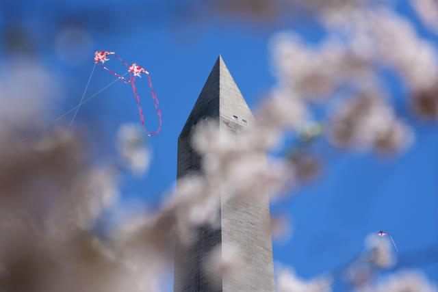 A kite flies near the Washington Monument with cherry blossoms in the foreground during the Cherry Blossom Kite Festival on the National Mall in Washington, DC, on March 28, 2026. (Photo by Ken Cedeno / AFP)