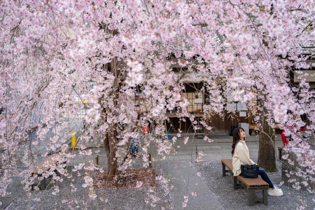 A woman looks at cherry blossom trees at Rokkakudo temple in Kyoto on March 29, 2026. (Photo by Yuichi YAMAZAKI / AFP)