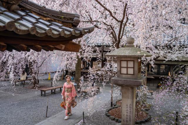 A woman in kimono walks under cherry blossom trees at Rokkakudo temple in Kyoto on March 29, 2026. (Photo by Yuichi YAMAZAKI / AFP)