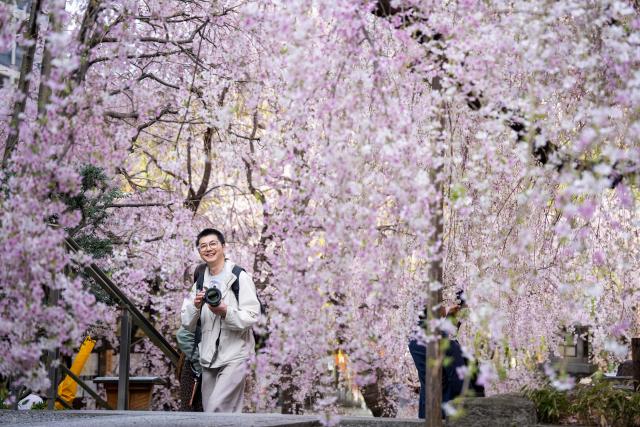 A man looks at cherry blossom trees at Rokkakudo temple in Kyoto on March 29, 2026. (Photo by Yuichi YAMAZAKI / AFP)