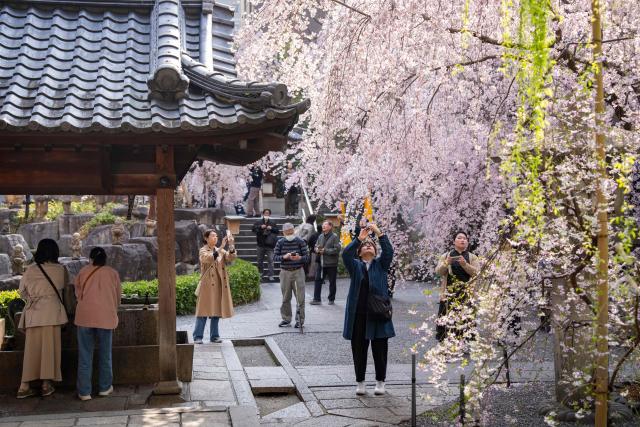 People photograph cherry blossom trees at Rokkakudo temple in Kyoto on March 29, 2026. (Photo by Yuichi YAMAZAKI / AFP)