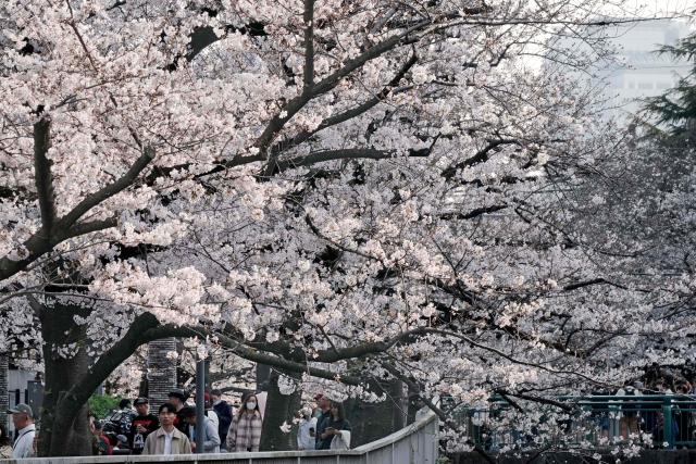 People admire the cherry blossoms in full bloom along a river in Tokyo on March 29, 2026. (Photo by Kazuhiro NOGI / AFP)