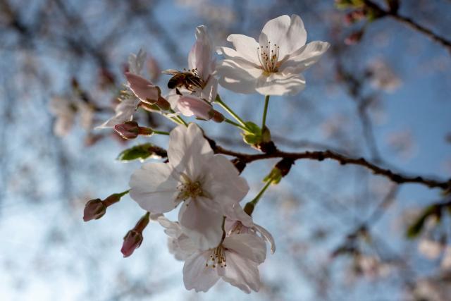 A bee is seen on a cherry blossom in search of nectar in Tokyo on March 29, 2026. (Photo by Kazuhiro NOGI / AFP)