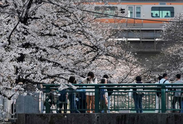 People admire the cherry blossoms in full bloom along a river in Tokyo on March 29, 2026. (Photo by Kazuhiro NOGI / AFP)