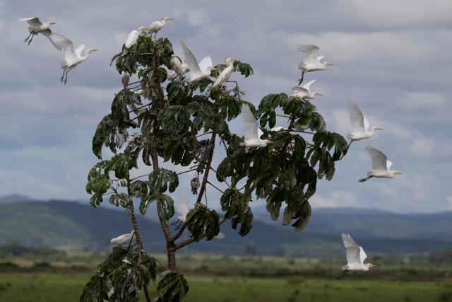 (FILES) A group of garca branca pequenas, snowy egret (Egretta thula) is pictured at the Pantanal, a key region along birds' migratory routes in the Americas, in the municipality of Miranda in Mato Grosso do Sul state, Brazil on March 20, 2026. (Photo by Pablo PORCIUNCULA / AFP)