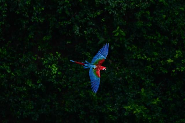 (FILES) A red-and-green macaw (Ara chloropterus) is seen flying along the rocky walls of the Buraco das Araras sinkhole in Jardim, Mato Grosso do Sul, Brazil, on March 19, 2026. (Photo by Pablo PORCIUNCULA / AFP)