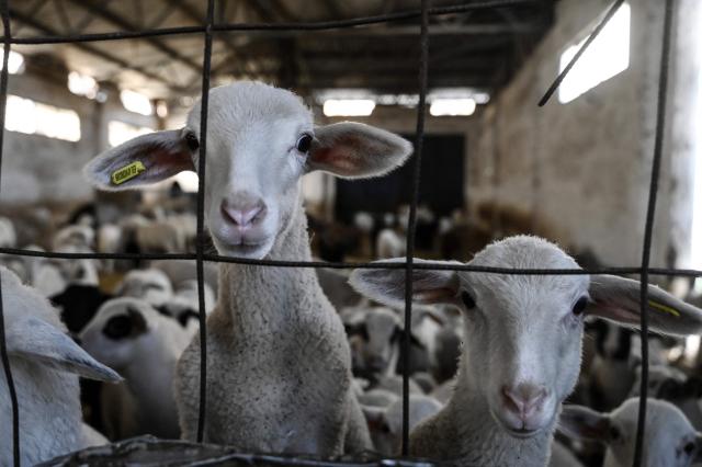 This photograph shows lambs their barn at a farm in Lagkadas, near Thessaloniki, on February 19, 2026. From August 2024 to early March 2026, more than 480,000 sheep and goats have been slaughtered because of the pandemic, mainly in central and northern Greece. Producers say the resulting fall in the livestock population and milk production is threatening feta, one of Greece's premier exports. (Photo by Sakis Mitrolidis / AFP)