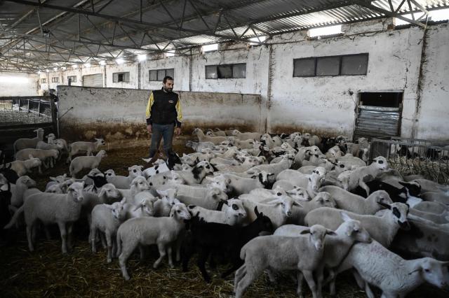 Farmer Charalampos Xenitidis watches his lambs in their barn at his farm in Lagkadas, near Thessaloniki, on February 19, 2026. From August 2024 to early March 2026, more than 480,000 sheep and goats have been slaughtered because of the pandemic, mainly in central and northern Greece. Producers say the resulting fall in the livestock population and milk production is threatening feta, one of Greece's premier exports. (Photo by Sakis Mitrolidis / AFP)
