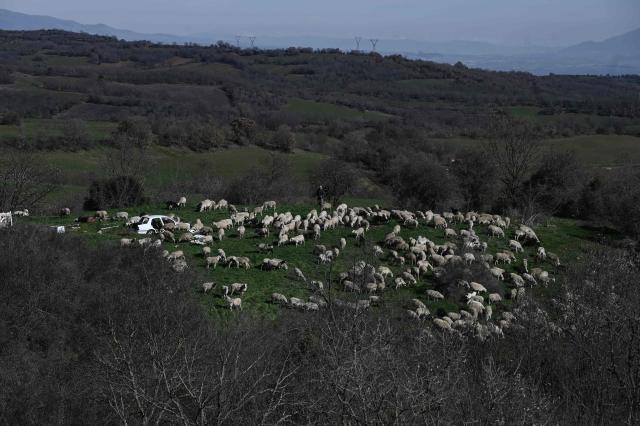 A shepherd walks with his flock of sheeps in Lagkadas, near Thessaloniki, on February 19, 2026. From August 2024 to early March 2026, more than 480,000 sheep and goats have been slaughtered because of the pandemic, mainly in central and northern Greece. Producers say the resulting fall in the livestock population and milk production is threatening feta, one of Greece's premier exports. (Photo by Sakis Mitrolidis / AFP)