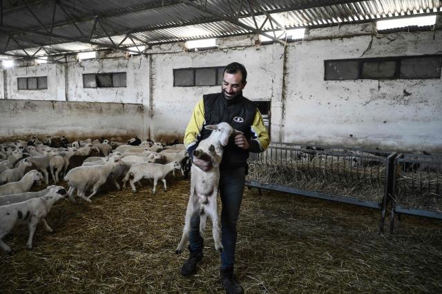Farmer Charalampos Xenitidis holds a lamb at his farm in Lagkadas, near Thessaloniki, on February 19, 2026. From August 2024 to early March 2026, more than 480,000 sheep and goats have been slaughtered because of the pandemic, mainly in central and northern Greece. Producers say the resulting fall in the livestock population and milk production is threatening feta, one of Greece's premier exports. (Photo by Sakis Mitrolidis / AFP)