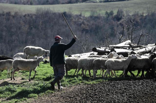 A shepherd walks with his flock of sheeps in Lagkadas, near Thessaloniki, on February 19, 2026. From August 2024 to early March 2026, more than 480,000 sheep and goats have been slaughtered because of the pandemic, mainly in central and northern Greece. Producers say the resulting fall in the livestock population and milk production is threatening feta, one of Greece's premier exports. (Photo by Sakis Mitrolidis / AFP)