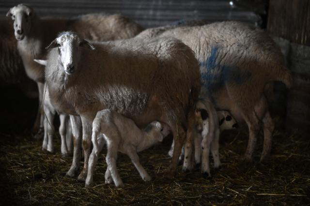 A little lamb sucks milk from his mother in the barn of a farm in Lagkadas, near Thessaloniki, on February 19, 2026. From August 2024 to early March 2026, more than 480,000 sheep and goats have been slaughtered because of the pandemic, mainly in central and northern Greece. Producers say the resulting fall in the livestock population and milk production is threatening feta, one of Greece's premier exports. (Photo by Sakis Mitrolidis / AFP)