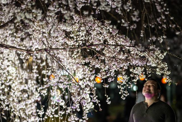 A man poses in front of a cherry blossom tree at Kinshi Park in Tokyo on March 30, 2026. (Photo by Philip FONG / AFP)