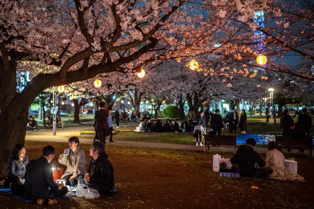 People gather for cherry blossom viewing, also known as "hanami", at Kinshi Park in Tokyo on March 30, 2026. (Photo by Philip FONG / AFP)
