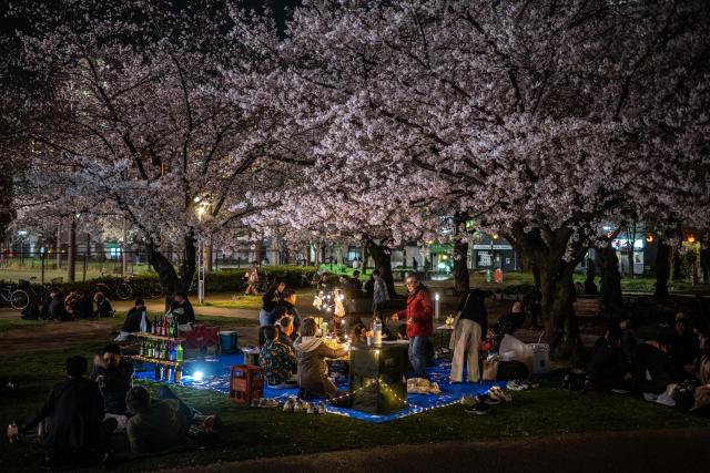TOPSHOT - People gather for cherry blossom viewing, also known as "hanami", at Kinshi Park in Tokyo on March 30, 2026. (Photo by Philip FONG / AFP)