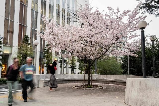 A long-exposure photograph captures a woman photographing a cherry blossom tree as tourists walk past in the Ginza district of Tokyo on March 30, 2026. (Photo by Andrew CABALLERO-REYNOLDS / AFP)