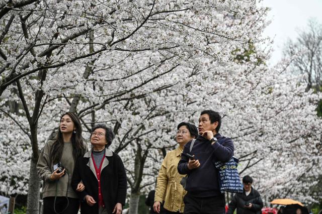 People walk under the cherry blossoms at a park in Shanghai on March 31, 2026. (Photo by Jade GAO / AFP)