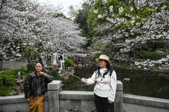 People pose for photos under the cherry blossoms at a park in Shanghai on March 31, 2026. (Photo by Jade GAO / AFP)
