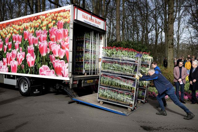 bLessed flowers selected for the Easter decoration of St. Peter's Square are loaded inside a truck ahead of their delivery at the Keukenhof flower park in Lisse, as part of a 40-year tradition of the Netherlands supplying flowers to the Vatican, on March 31, 2026. (Photo by Ramon van Flymen / ANP / AFP) / Netherlands OUT