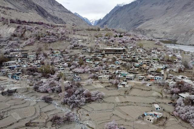 Apricot blossom trees bloom near residential buildings, against the backdrop of snow-capped mountains at Ghanche district in Gilgit-Baltistan region on March 30, 2026. (Photo by Manzoor BALTI / AFP)
