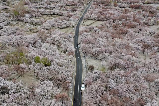 Commuters ride past apricot blossom trees at Ghanche district in Gilgit-Baltistan region on March 30, 2026. (Photo by Manzoor BALTI / AFP)