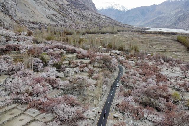 Commuters ride past apricot blossom trees, against the backdrop of snow-capped mountains at Ghanche district in Gilgit-Baltistan region on March 30, 2026. (Photo by Manzoor BALTI / AFP)