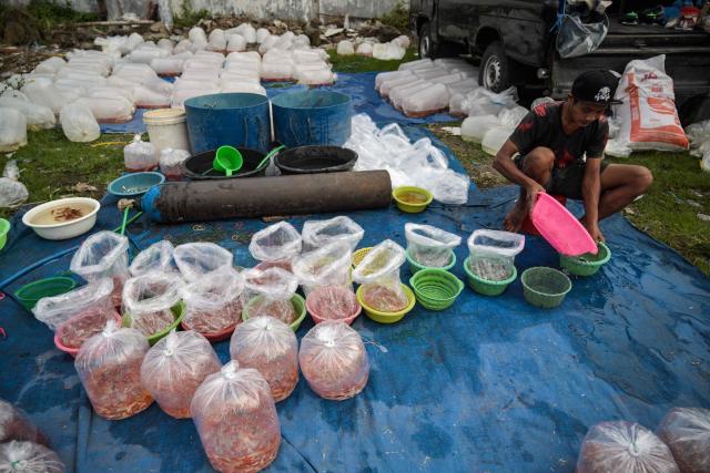 A vendor places pet fish in a  bucket to sell at a market in Surabaya on March 31, 2026. (Photo by JUNI KRISWANTO / AFP)