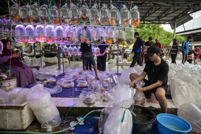 A vendor places pet fish in a plastic bag to sell at a market in Surabaya on March 31, 2026. (Photo by JUNI KRISWANTO / AFP)