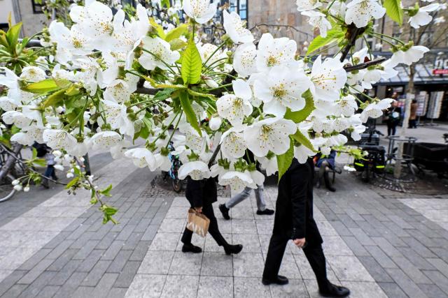People walk past blossoming trees in Frankfurt am Main, western Germany, on March 31, 2026 as the air temperature reached 8 degrees Celsius. (Photo by Kirill KUDRYAVTSEV / AFP)