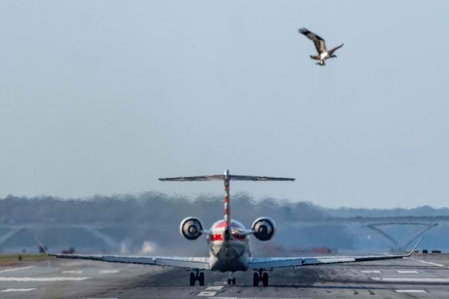 A commercial passenger plane prepares for take-off on runway 19 at Reagan National Airport (DCA) in Washington, DC, on March 31, 2026. Nearly one year after the midair collision between a Bombardier CRJ700 airliner operating as American Airlines Flight 5342 and a US military Sikorsky UH-60 helicopter, one third of the controller positions in the tower are unfilled, according to figures from the FAA. (Photo by Ken CEDENO / AFP)
