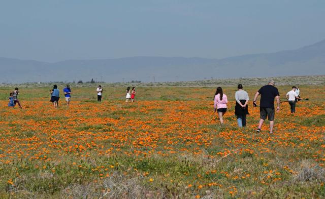 California poppies bloom in full color as visitors explore Antelope Valley California Poppy State Natural Reserve in Lancaster, California, on March 27, 2026. The California poppy is the state flower since 1903 and it blooms each spring in the Mojave Desert grasslands, some 75 miles from downtown Los Angeles. (Photo by Frederic J. BROWN / AFP)