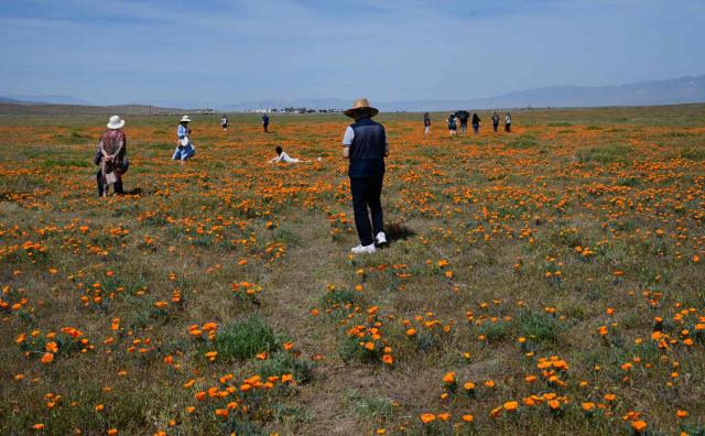California poppies bloom in full color as visitors explore Antelope Valley California Poppy State Natural Reserve in Lancaster, California, on March 27, 2026. The California poppy is the state flower since 1903 and it blooms each spring in the Mojave Desert grasslands, some 75 miles from downtown Los Angeles. (Photo by Frederic J. BROWN / AFP)