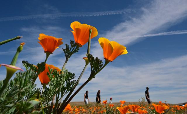 California poppies bloom in full color as visitors explore Antelope Valley California Poppy State Natural Reserve in Lancaster, California, on March 27, 2026. The California poppy is the state flower since 1903 and it blooms each spring in the Mojave Desert grasslands, some 75 miles from downtown Los Angeles. (Photo by Frederic J. BROWN / AFP)