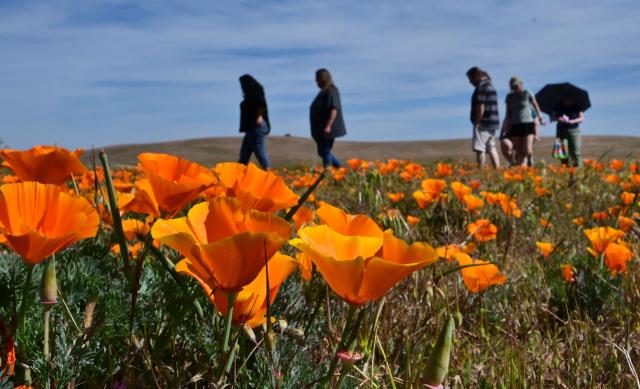 California poppies bloom in full color as visitors explore Antelope Valley California Poppy State Natural Reserve in Lancaster, California, on March 27, 2026. The California poppy is the state flower since 1903 and it blooms each spring in the Mojave Desert grasslands, some 75 miles from downtown Los Angeles. (Photo by Frederic J. BROWN / AFP)