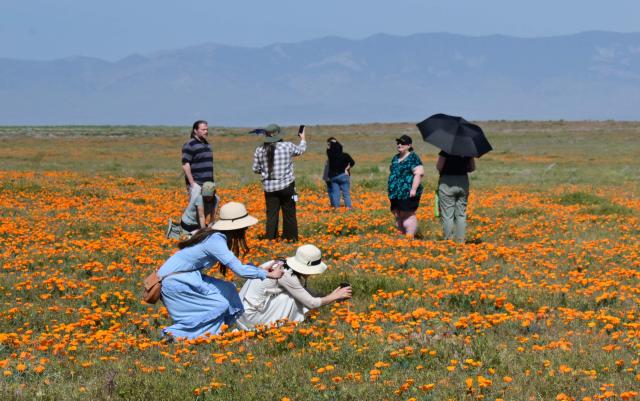 California poppies bloom in full color as visitors explore Antelope Valley California Poppy State Natural Reserve in Lancaster, California, on March 27, 2026. The California poppy is the state flower since 1903 and it blooms each spring in the Mojave Desert grasslands, some 75 miles from downtown Los Angeles. (Photo by Frederic J. BROWN / AFP)