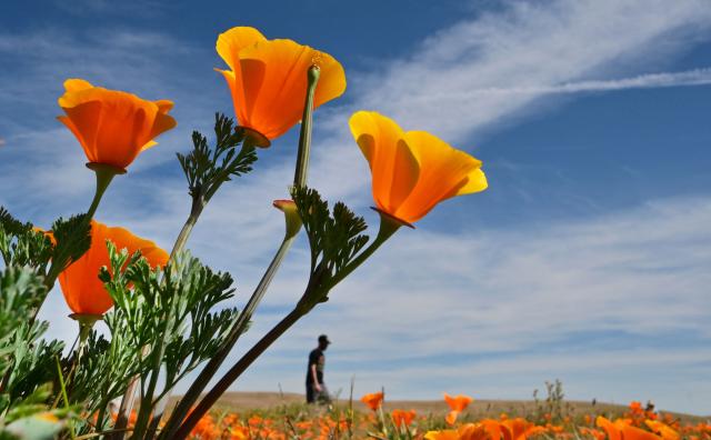 California poppies bloom in full color as visitors explore Antelope Valley California Poppy State Natural Reserve in Lancaster, California, on March 27, 2026. The California poppy is the state flower since 1903 and it blooms each spring in the Mojave Desert grasslands, some 75 miles from downtown Los Angeles. (Photo by Frederic J. BROWN / AFP)