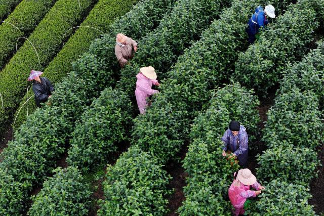 Farmers collect early spring tea at a plantation in Houjin village, Wuyi, in China’s eastern Zhejiang province on April 1, 2026. (Photo by CN-STR / AFP) / China OUT