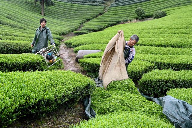 Farmers collect early spring tea at a plantation in Houjin village, Wuyi, in China’s eastern Zhejiang province on April 1, 2026. (Photo by CN-STR / AFP) / China OUT