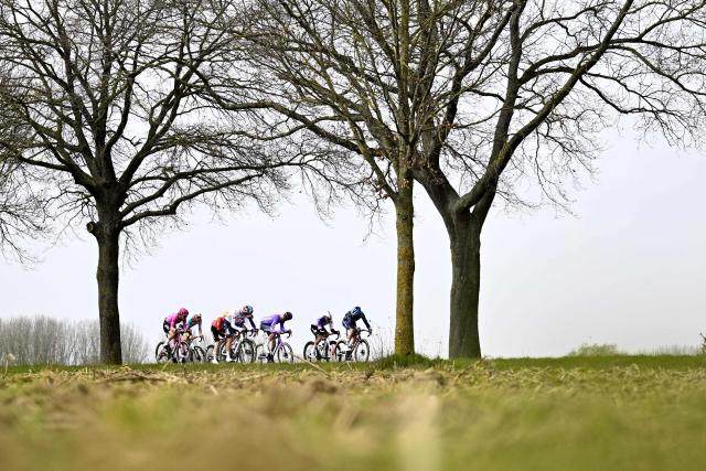 The pack rides during the 'Dwars Door Vlaanderen' (2026 World Tour - Across Flanders) men elite cycling race, 184,6km from Roeselare to Waregem on April 1, 2026. (Photo by JASPER JACOBS / Belga / AFP) / Belgium OUT