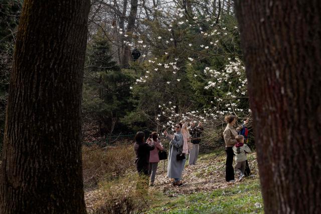 People take photographs next to a blooming magnolia tree in a Botanical Garden in Kyiv on April 1, 2026, amid the Russian invasion of Ukraine. (Photo by Tetiana DZHAFAROVA / AFP)