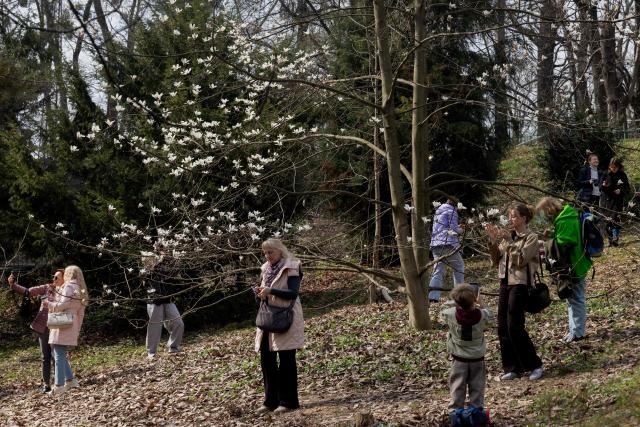 People take photographs next to a blooming magnolia tree in a Botanical Garden in Kyiv on April 1, 2026, amid the Russian invasion of Ukraine. (Photo by Tetiana DZHAFAROVA / AFP)