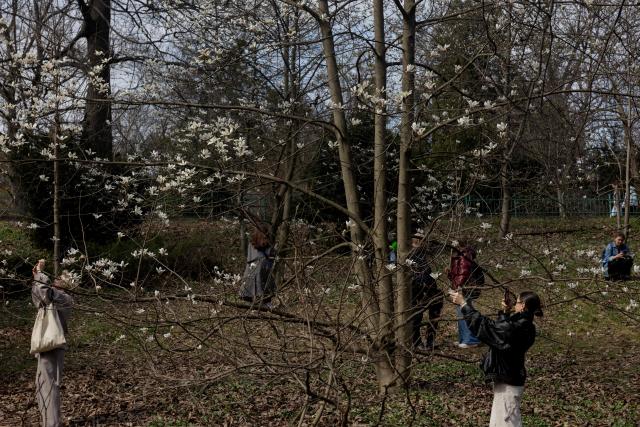 People take photographs next to a blooming magnolia tree in a Botanical Garden in Kyiv on April 1, 2026, amid the Russian invasion of Ukraine. (Photo by Tetiana DZHAFAROVA / AFP)