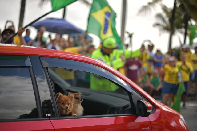(FILES) A couple of dogs are seen on a car, during a demonstration in support of far-right lawmaker and presidential candidate for the Social Liberal Party (PSL), Jair Bolsonaro, in Rio de Janeiro, Brazil, during the second round of the presidential elections, on October 28, 2018. No more arguments over who gets the dog: A law passed by the Brazilian Congress will allow separating couples to share custody of their pets. The measure, approved by lawmakers on March 31, 2026, is viewed as reflecting the importance Brazilians place on their pets. (Photo by Carl DE SOUZA / AFP)