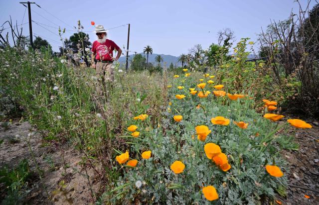 Altadena resident Rene Amy stands on the site of his former home, where California poppies now grow, on March 30, 2026, more than a year after it was destroyed in the Eaton Fire in Altadena, California. Over the past few months local resident Rene Amy has sown 250 million poppy seeds across more than 750 empty lots, spending $12,000 of his own money. It is his way of bringing colour to this somber landscape and boosting the spirits of survivors. (Photo by Frederic J. BROWN / AFP)