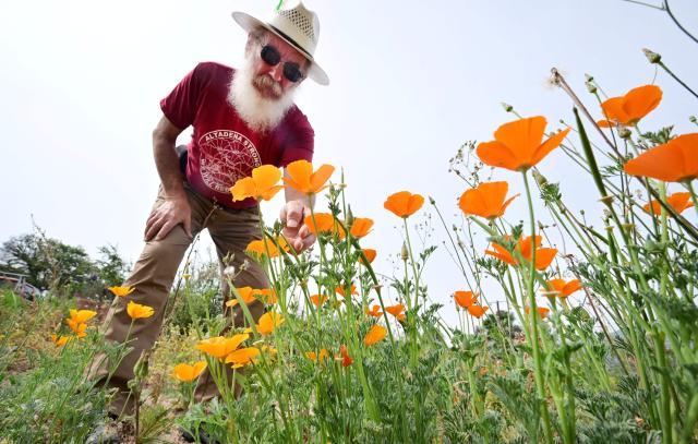 Altadena resident Rene Amy inspects California poppies growing on the site of his former home on March 30, 2026, more than a year after it was destroyed in the Eaton Fire in Altadena, California. Over the past few months local resident Rene Amy has sown 250 million poppy seeds across more than 750 empty lots, spending $12,000 of his own money. It is his way of bringing colour to this somber landscape and boosting the spirits of survivors. (Photo by Frederic J. BROWN / AFP)